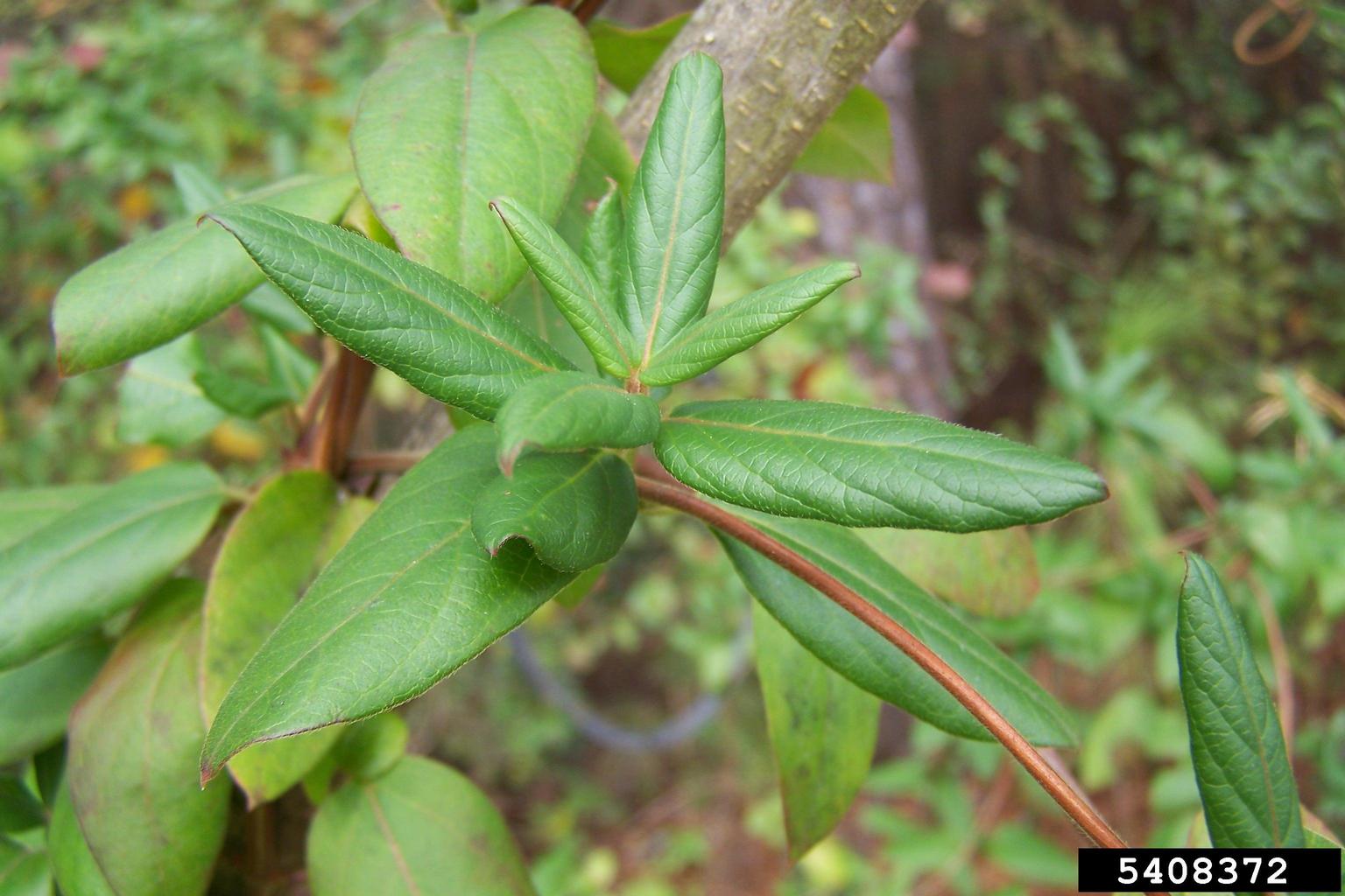 japanese-honeysuckle-reconnecting-to-our-waterways