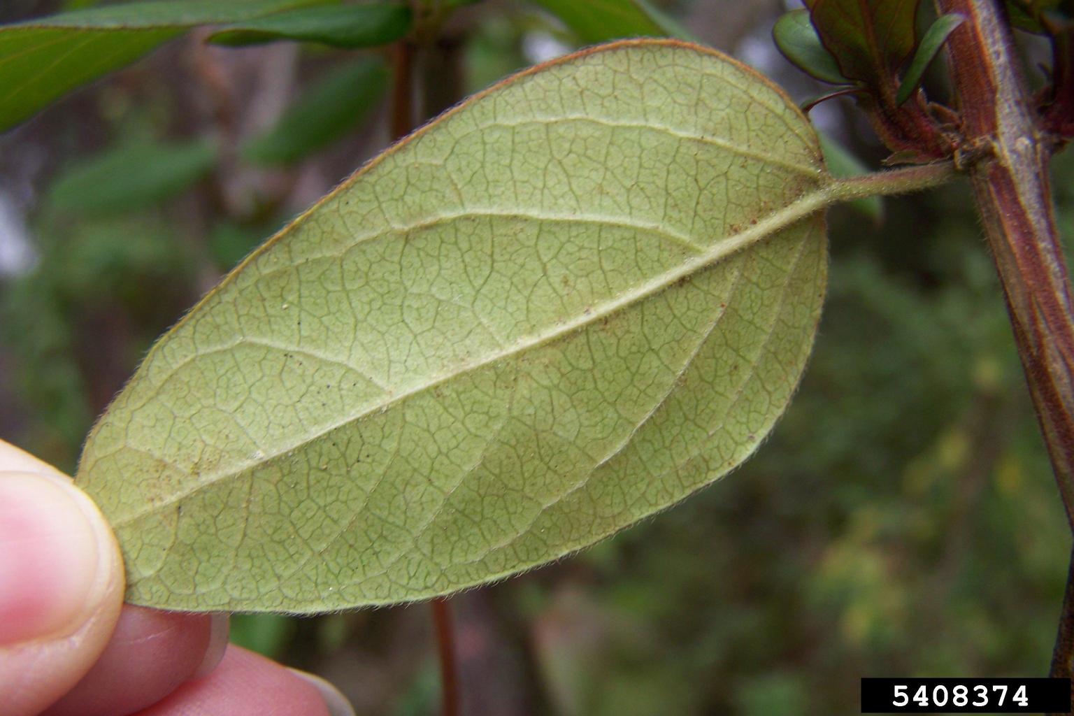 a-lesson-in-honeysuckle-southern-things